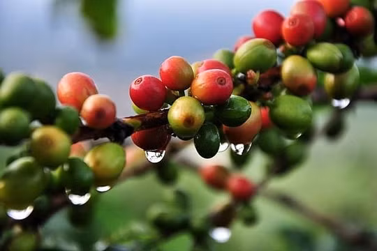 Giá cà phê hôm nay 25/6 đi ngang, hồ tiêu giảm thêm 1.000 đồng/kg