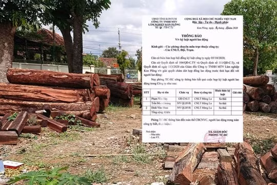 Sa thải Giám đốc cùng 2 cán bộ buông lỏng bảo vệ rừng ở Kon Tum