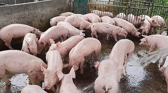 Giá heo hơi hôm nay (27/8): Đồng loạt giảm sâu trên cả nước