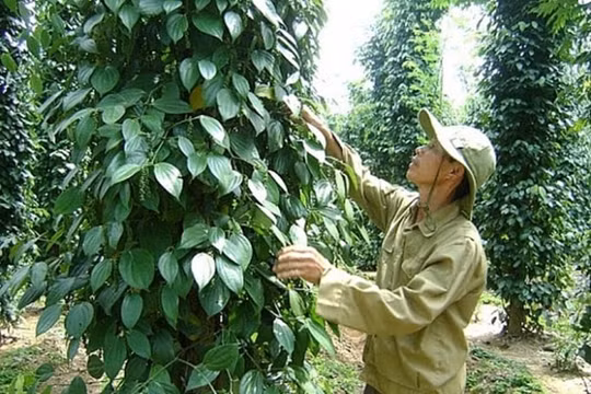 Giá cả thị trường nông sản hôm nay 14/4: Cà phê "yên ắng", hồ tiêu giao dịch chậm
