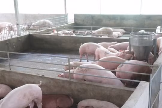 Giá heo hơi hôm nay 19/7: Tăng nhẹ trên cả nước, neo giá ở mức cao