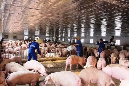 Giá heo hơi hôm nay (2/5): Ổn định ở mức cao trên cả 3 miền
