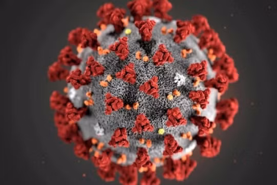 WHO và tình báo Mỹ có chung quan điểm về nguồn gốc virus SARS-CoV-2