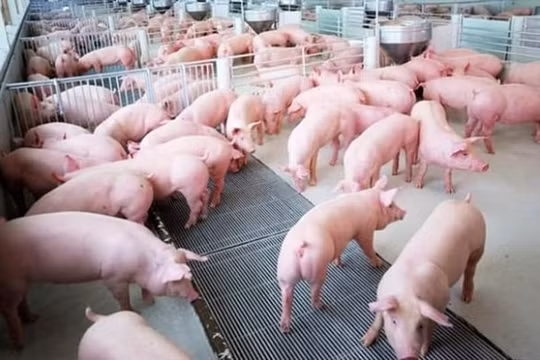 Giá heo hơi hôm nay 2/7: Miền Bắc tăng nhẹ, nhiều tỉnh thành khác giảm tương đối