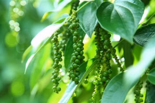 Giá cả thị trường nông sản hôm nay 12/4: Cà phê giảm sâu, tiêu giao dịch trầm lắng