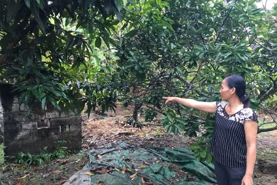 Hải Phòng: UBND huyện Thủy Nguyên đem đất của người này “cấp sổ đỏ” cho người khác!