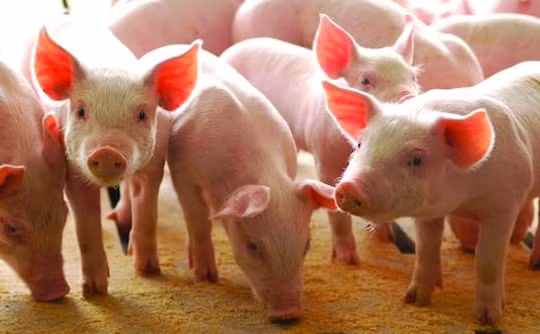 Giá heo hơi hôm nay 18/12: Điều chỉnh giảm từ 1.000 - 3.000 đồng/kg tại nhiều địa phương
