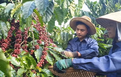 Phát triển thị trường nội địa cho cà phê Việt