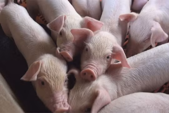 Giá heo hơi hôm nay 16/5: Vẫn duy trì ở mức cao, có nơi lên tới 95.000 đồng/kg