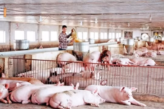 Giá heo hơi hôm nay (28/4): Vẫn duy trì ngưỡng 95.000 đồng/kg