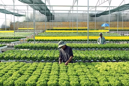 Nông nghiệp xanh: Doanh nghiệp nông nghiệp ứng phó với dịch Covid 19