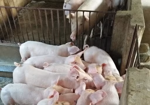 Giá heo hơi hôm nay (19/4): Cuối tuần chạm mốc 93.000 đồng/kg