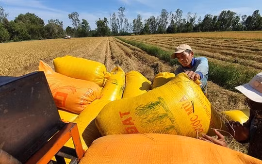 Bộ Công Thương kiến nghị cho xuất khẩu gạo nếp không tính vào hạn ngạch