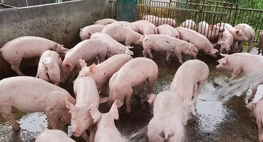 Giá heo hơi hôm nay 12/9: Tiếp tục tăng trên cả 3 miền, có nơi chạm ngưỡng 82.000 đồng/kg