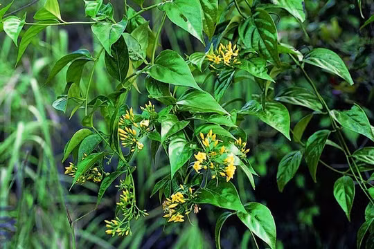 Ăn nhầm lá ngón vì tưởng rau rừng, 3 người ở Hà Giang tử vong