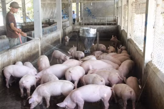 Giá heo hơi hôm nay 13/7: Tăng mạnh nhiều nơi, chạm ngưỡng 93.000 đồng/kg