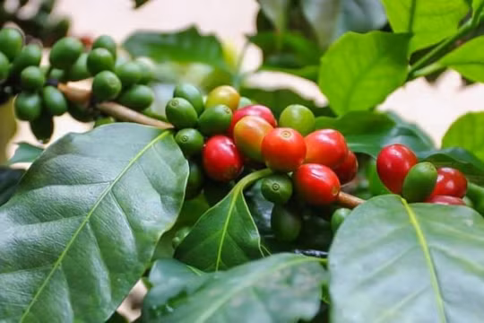 Giá cà phê hôm nay (8/5) giảm 300 đồng/kg, hồ tiêu đi ngang
