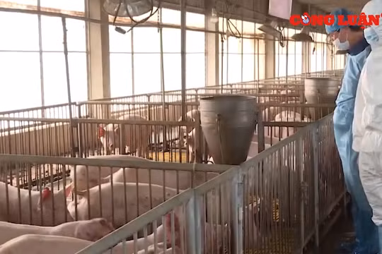 Lần đầu tiên Việt Nam nhập khẩu lợn sống để hạ giá lợn hơi trong nước