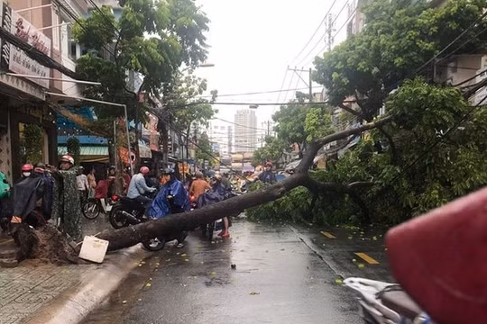 Cây xanh bật gốc, đường phố ngập sâu sau trận mưa dông lớn ở TP. HCM