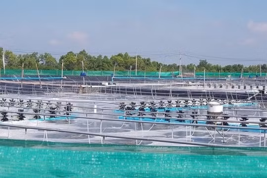 Bạc Liêu đầu tư 3.000 tỷ đồng phát triển công nghiệp nuôi tôm