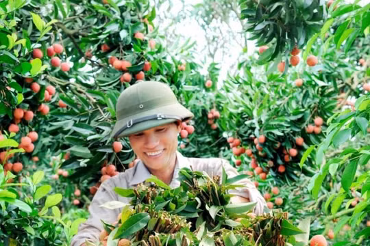 “Thời cơ vàng” khi EVFTA được ký kết, nông sản Việt có đủ bản lĩnh vượt sóng?