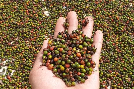 Giá hồ tiêu hôm nay (30/8): Đi ngang phiên cuối tuần