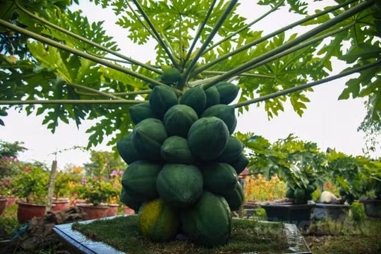 Ngỡ ngàng đu đủ 'bonsai' chi chít trên cây, có giá vài chục triệu đồng
