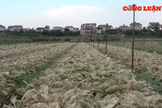 Hà Nội: Rau xanh bạc trắng vì sâu bệnh