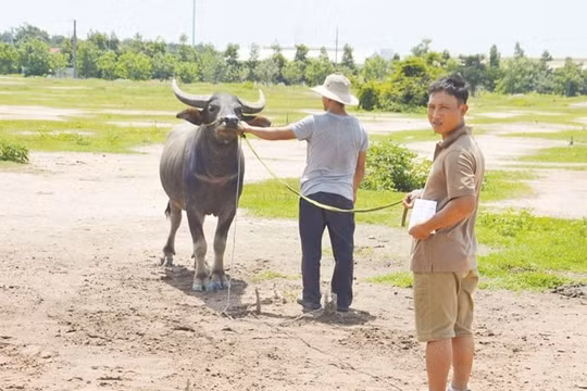 Công an "bóc gỡ" đường dây trộm trâu, bò chuyên nghiệp liên tỉnh