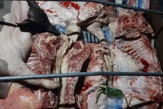 Tuyên Quang: Bắt giữ vụ vận chuyển gần 1 tấn lợn nhiễm dịch tả lợn châu Phi