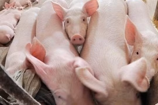 Giá heo hơi hôm nay 23/4: Liên tiếp lập đỉnh mới, cán mốc 95.000 đồng/kg