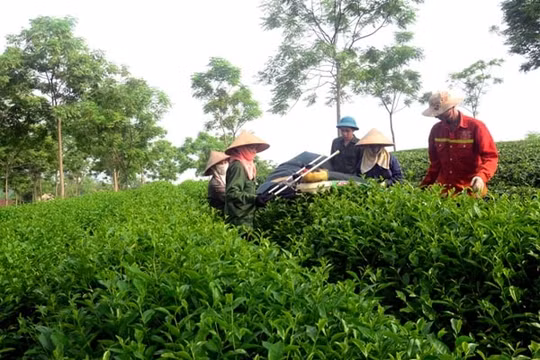 Tuyên Quang: Tập trung thực hiện 3 khâu đột phá trong nhiệm kỳ 2020-2025