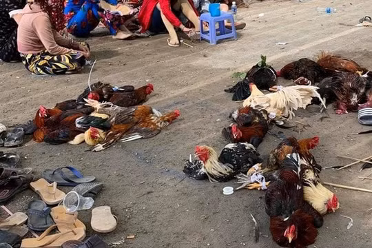 Triệt phá trường gà, bắt 42 đối tượng đang say sưa đánh bạc