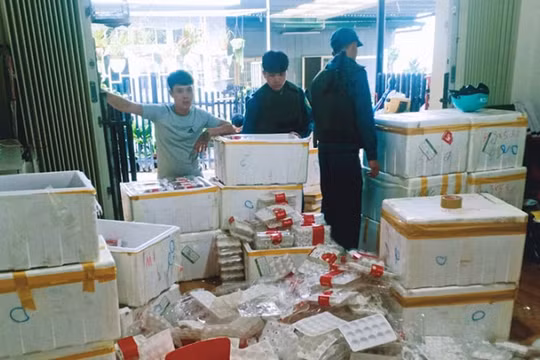 Thu giữ 370kg dâu tây Trung Quốc gắn mác Đà Lạt sắp tuồn ra chợ