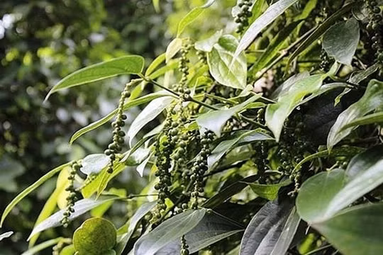 Giá hồ tiêu hôm nay (19/8): Không nhiều biến động, cao nhất 49.500 đồng/kg