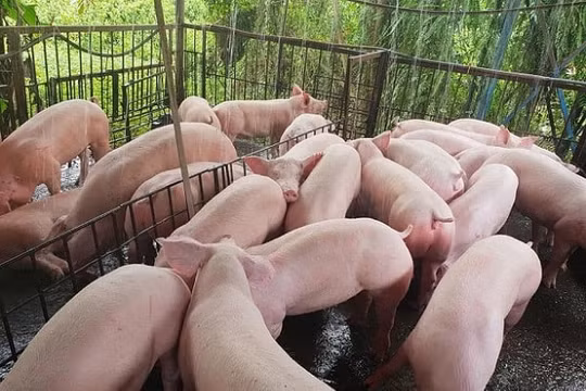 Giá heo hơi hôm nay (19/8): Có nơi xuống 80.000 đồng/kg