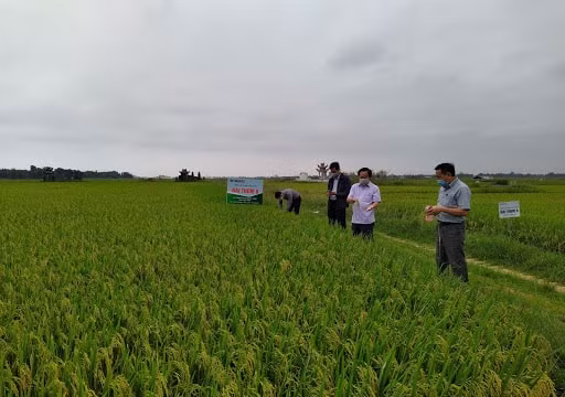 Cần 9.438 tỷ đồng để khôi phục sản xuất nông nghiệp tại các tỉnh miền Trung