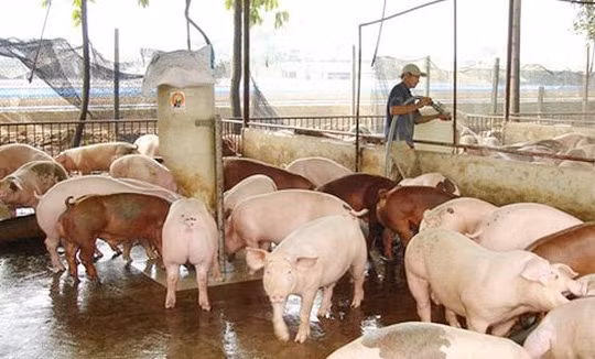 Giá heo hơi hôm nay 30/10: Đồng loạt tăng 2.000 đồng/kg ở nhiều địa phương