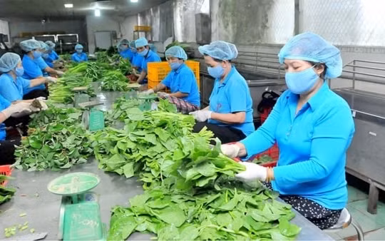 Tổ chức Diễn đàn kinh tế tập thể, hợp tác xã vào ngày 11/12