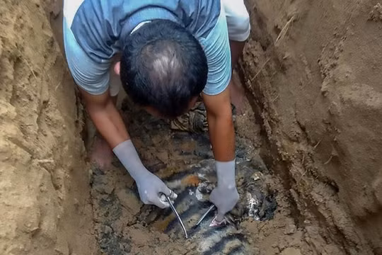 Indonesia: Phát hiện xác hổ Sumatra quý hiếm chết do bị đầu độc