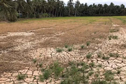 Long An chủ động giữ nước ngọt để chống hạn mặn nghiêm trọng