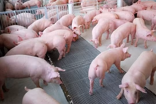 Giá heo hơi ngày 11/9: Vẫn duy trì đà tăng, cao nhất 81.000 đồng/kg