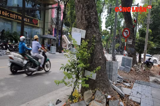 Hà Nội: Dự án cải tạo vỉa hè đang làm ảnh hưởng đến cây xanh?