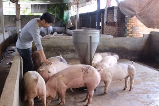 Giá heo hơi hôm nay 21/5: Tiếp tục duy trì ở mốc cao xung quanh 100.000 đồng/kg