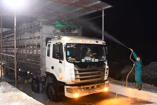 Ngăn chặn hoạt động buôn lậu trái phép lợn và các sản phấm thịt lợn qua biên giới