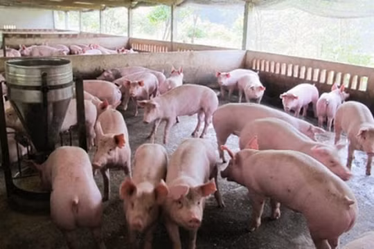 Giá heo hơi hôm nay 10/7: Miền Bắc rời đỉnh 93.000 đồng/kg, miền Trung - Tây Nguyên tăng trở lại