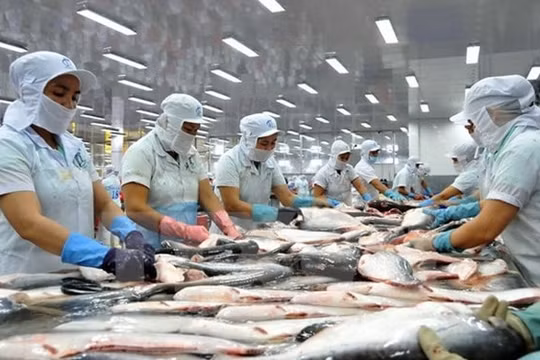 Xuất khẩu cá tra sang Anh tăng mạnh