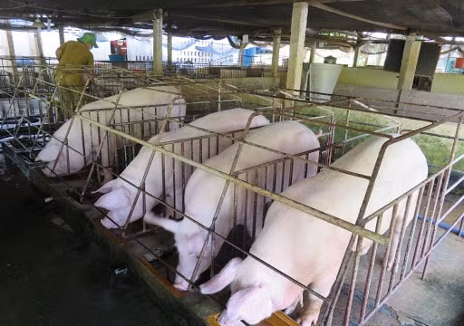 Giá heo hơi hôm nay 20/7: Tăng nhẹ trên cả 3 miền