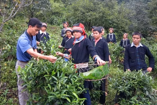 Thúc đẩy KT-XH vùng đồng bào dân tộc thiểu số và miền núi phát triển nhanh, bền vững