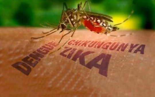Phát hiện trường hợp mắc virus Zika gây bệnh đầu nhỏ trên trẻ sơ sinh